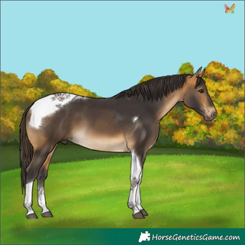 Horse Color:Buckskin Tobiano 
