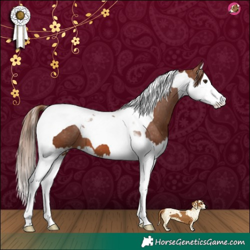 Horse Color:Chestnut Splash Tobiano Varnish 