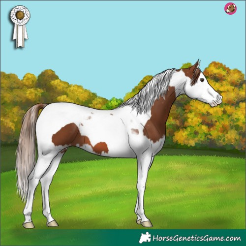 Horse Color:Chestnut Splash Tobiano Appaloosa 