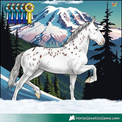 Horse Color:Silver Brown Splash Near Leopard 