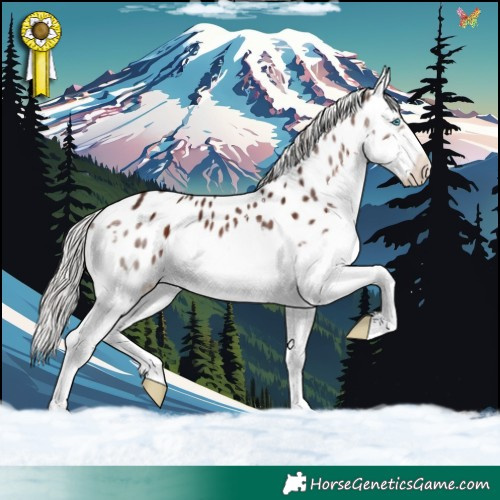 Horse Color:Silver Brown Splash Appaloosa 