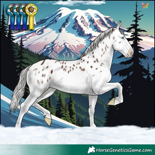 Horse Color:Silver Brown Splash Appaloosa 