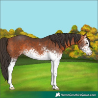 Horse Color:White Spotted Bay 