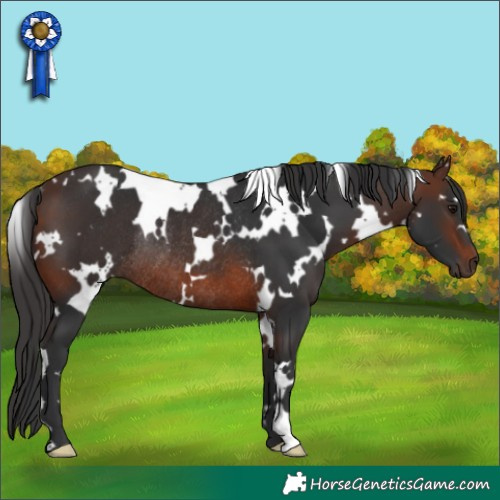 Horse Color:White Spotted Brown Rabicano 