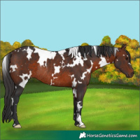 Horse Color:White Spotted Brown Rabicano 