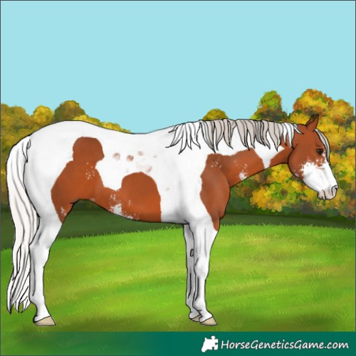 Horse Color:Silver Bay Sabino Tobiano 