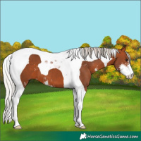 Horse Color:Silver Bay Sabino Tobiano