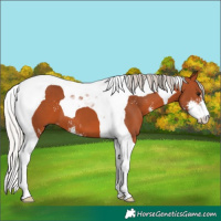 Horse Color:Silver Bay Sabino Tobiano 
