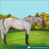 Horse Color:Silver Brown Roan 