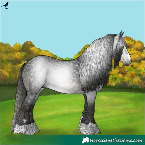 Horse Color:Gray Black