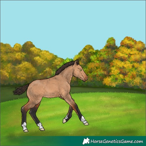 Horse Color:Bay Dun