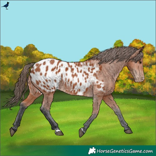 Horse Color:Bay Appaloosa Rabicano 