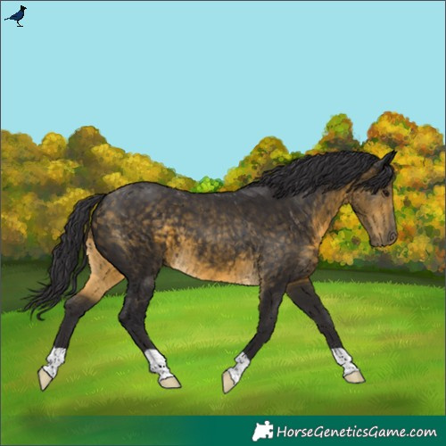 Horse Color:Buckskin 