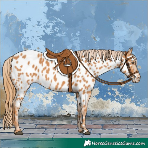 Horse Color:Chestnut Appaloosa 