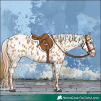 Horse Color:Chestnut Near Leopard 