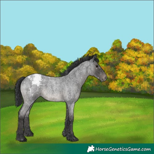 Horse Color:Unknown 