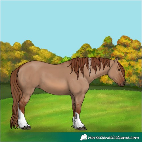 Horse Color:Red Dun Tobiano Rabicano 