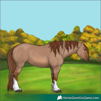 Horse Color:Red Dun Tobiano Rabicano