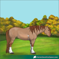Horse Color:Red Dun Tobiano
