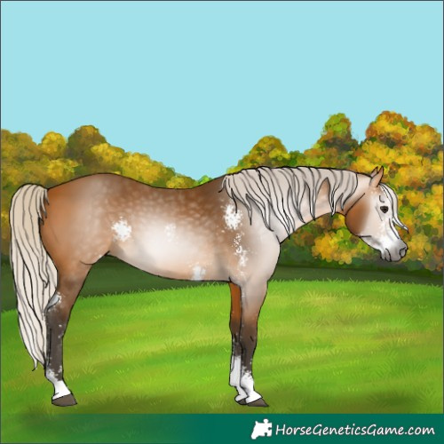 Horse Color:Gray Silver Buckskin Sabino 