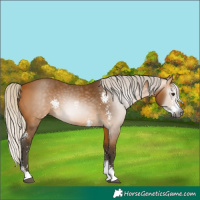Horse Color:Gray Silver Buckskin Sabino 