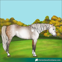 Horse Color:Gray Silver Buckskin Sabino 