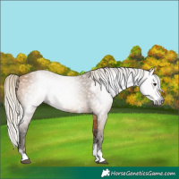Horse Color:Gray Silver Buckskin Sabino 