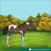 Horse Color:Gray Bay Dun Tobiano 