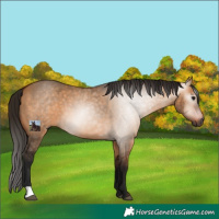 Horse Color:Gray Bay Dun 