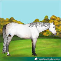 Horse Color:Gray Bay Dun 