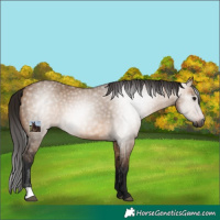 Horse Color:Gray Bay Dun 