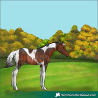 Horse Color:Brown Tobiano Rabicano 
