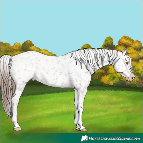 Horse Color:Sable Champagne Appaloosa Rabicano 