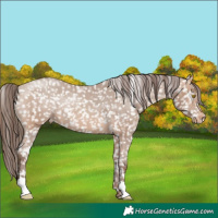 Horse Color:Sable Champagne Appaloosa Rabicano 