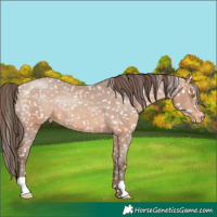 Horse Color:Sable Champagne Appaloosa Rabicano 