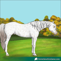 Horse Color:Sable Champagne Appaloosa Rabicano 