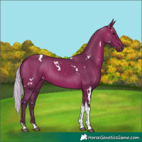 Horse Color:White Spotted Silver Bay Tobiano