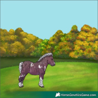 Horse Color:White Spotted Silver Bay Tobiano