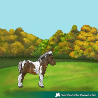 Horse Color:White Spotted Silver Brown Tobiano 