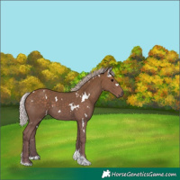 Horse Color:White Spotted Silver Black Tobiano 