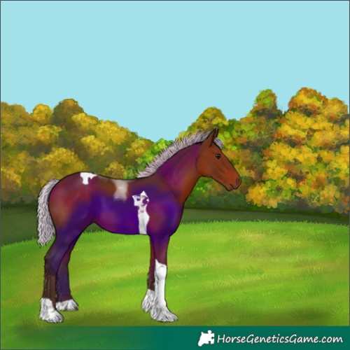Horse Color:Silver Brown Tobiano 