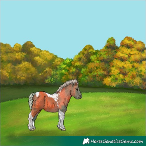 Horse Color:Watercolor Silver Black Tobiano 