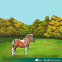 Horse Color:Watercolor Silver Black Tobiano