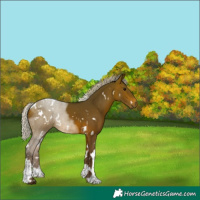 Horse Color:White Spotted Silver Brown Tobiano 