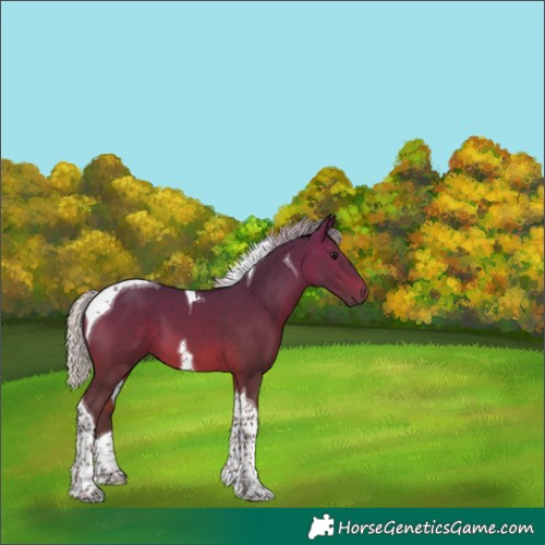 Horse Color:Silver Brown Tobiano 