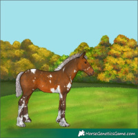 Horse Color:White Spotted Silver Brown Tobiano 