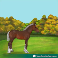 Horse Color:Silver Brown Tobiano