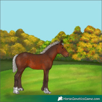 Horse Color:Silver Brown Tobiano 