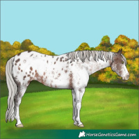 Horse Color:White Spotted Silver Brown Appaloosa 