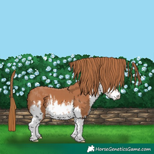 Horse Color:White Spotted Chestnut 